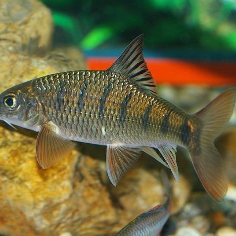 紅色嘴巴很長什么魚，紅唇蝙蝠魚