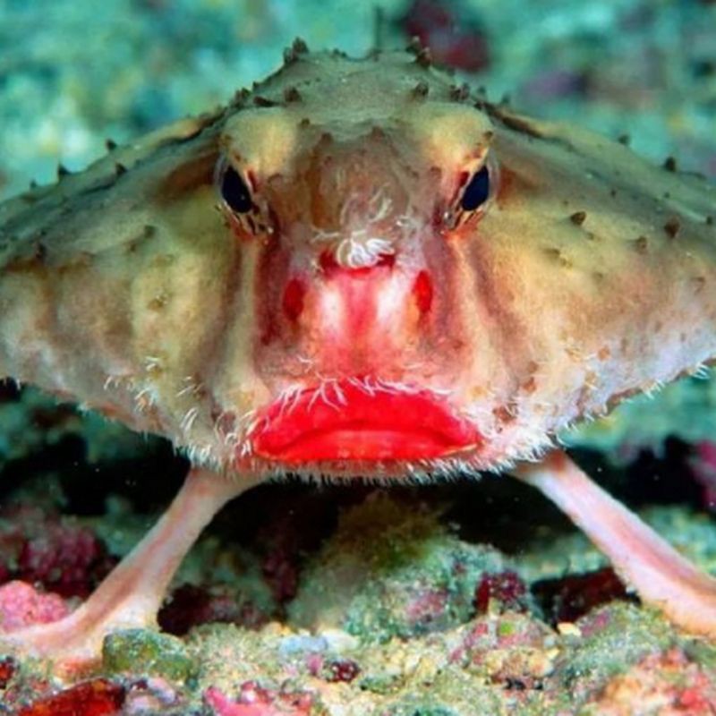 紅色嘴巴很長什么魚，紅唇蝙蝠魚