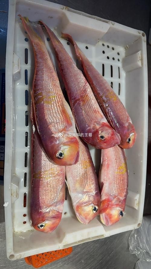 馬來魚圖片，皮頷馬來西亞的“魚皇”是什么魚呢酷似軍魚連魚鱗也能吃