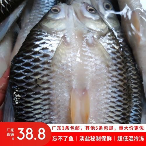 馬來魚圖片，皮頷馬來西亞的“魚皇”是什么魚呢酷似軍魚連魚鱗也能吃