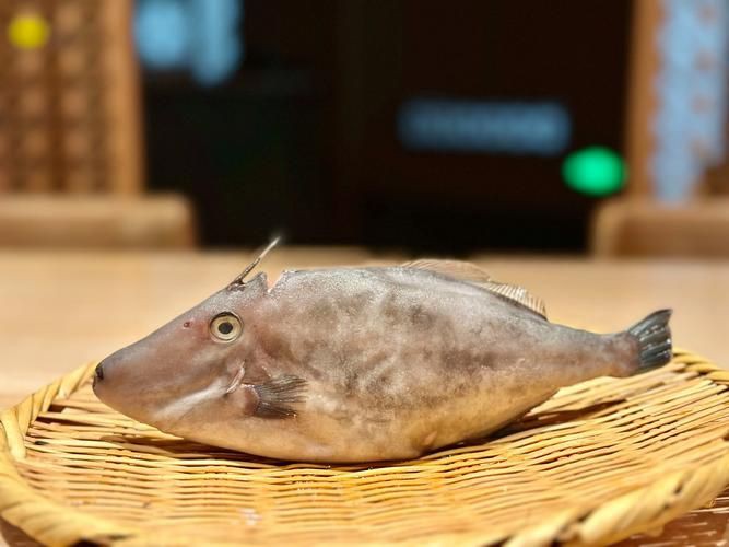 馬來魚圖片，皮頷馬來西亞的“魚皇”是什么魚呢酷似軍魚連魚鱗也能吃