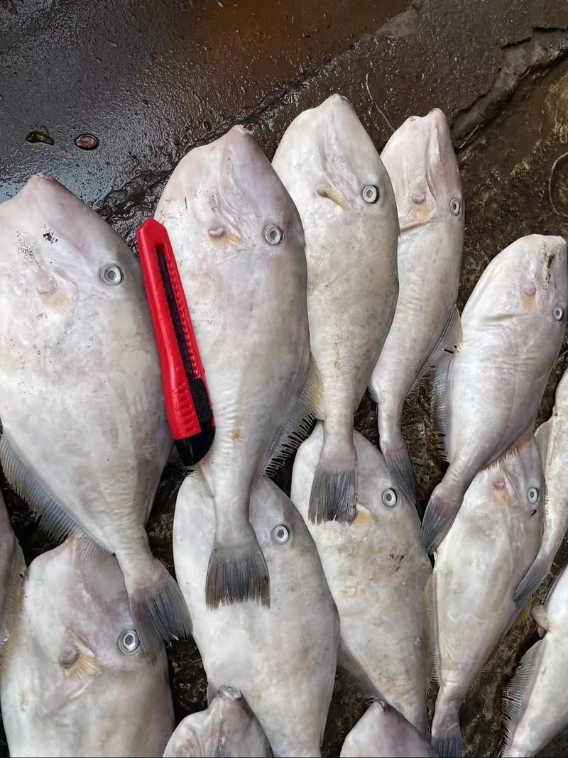 馬來魚圖片，皮頷馬來西亞的“魚皇”是什么魚呢酷似軍魚連魚鱗也能吃