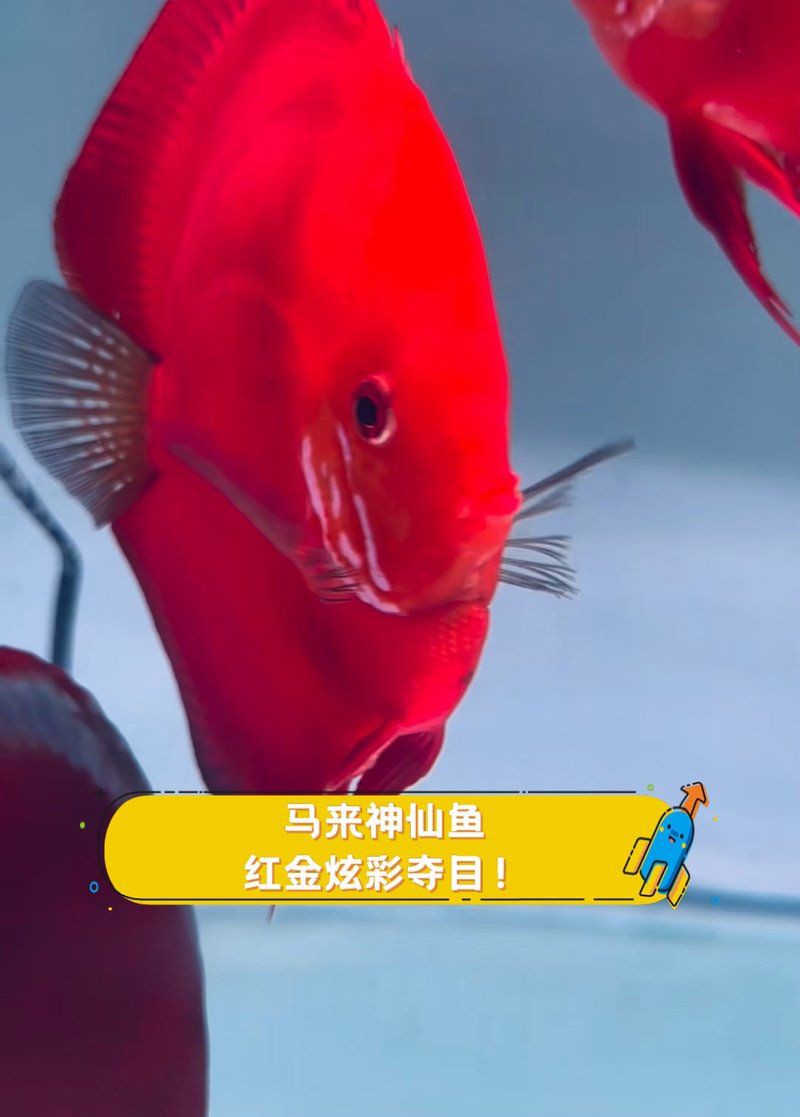 馬來魚圖片，皮頷馬來西亞的“魚皇”是什么魚呢酷似軍魚連魚鱗也能吃