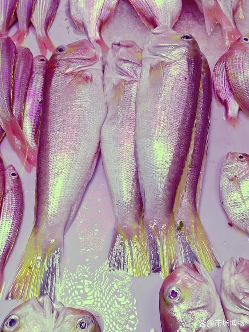 馬來魚圖片，皮頷馬來西亞的“魚皇”是什么魚呢酷似軍魚連魚鱗也能吃