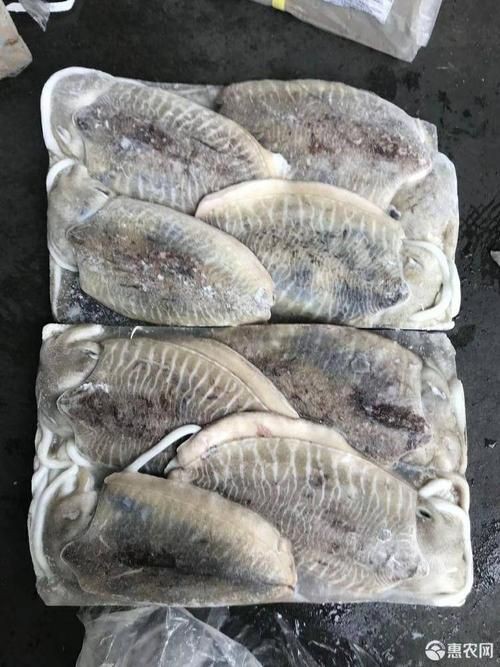 馬來魚圖片，皮頷馬來西亞的“魚皇”是什么魚呢酷似軍魚連魚鱗也能吃