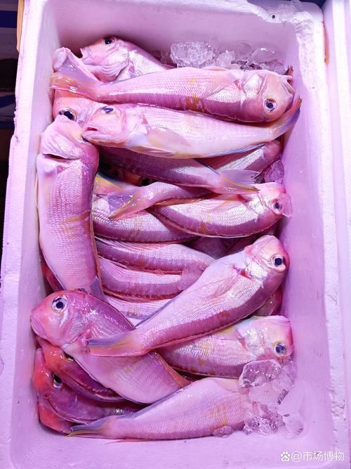馬來魚圖片，皮頷馬來西亞的“魚皇”是什么魚呢酷似軍魚連魚鱗也能吃