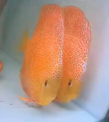 馬來魚圖片，皮頷馬來西亞的“魚皇”是什么魚呢酷似軍魚連魚鱗也能吃