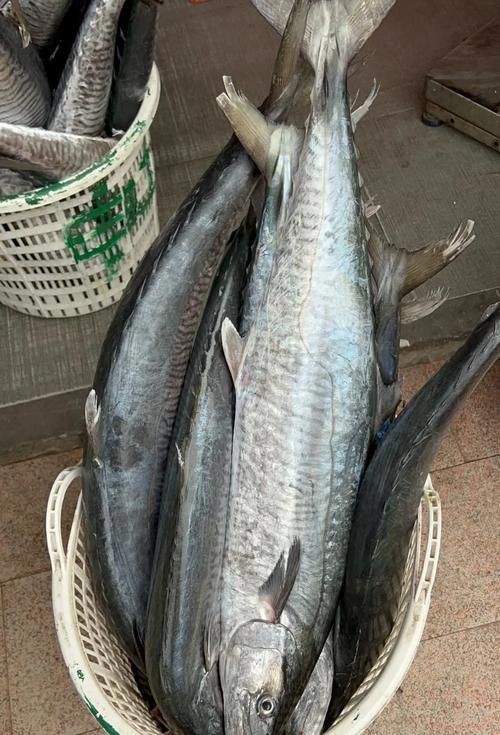 馬來魚圖片，皮頷馬來西亞的“魚皇”是什么魚呢酷似軍魚連魚鱗也能吃