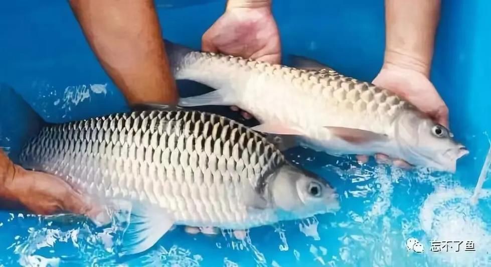 馬來魚圖片，皮頷馬來西亞的“魚皇”是什么魚呢酷似軍魚連魚鱗也能吃