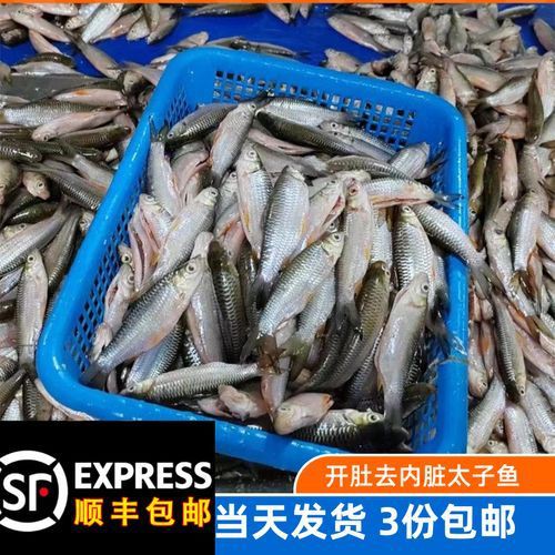 馬來魚圖片，皮頷馬來西亞的“魚皇”是什么魚呢酷似軍魚連魚鱗也能吃