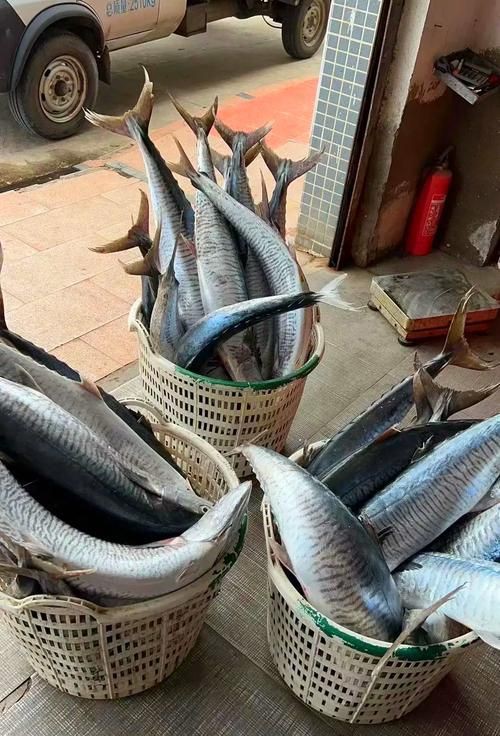 馬來魚圖片，皮頷馬來西亞的“魚皇”是什么魚呢酷似軍魚連魚鱗也能吃