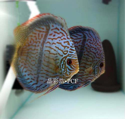 馬來魚圖片，皮頷馬來西亞的“魚皇”是什么魚呢酷似軍魚連魚鱗也能吃