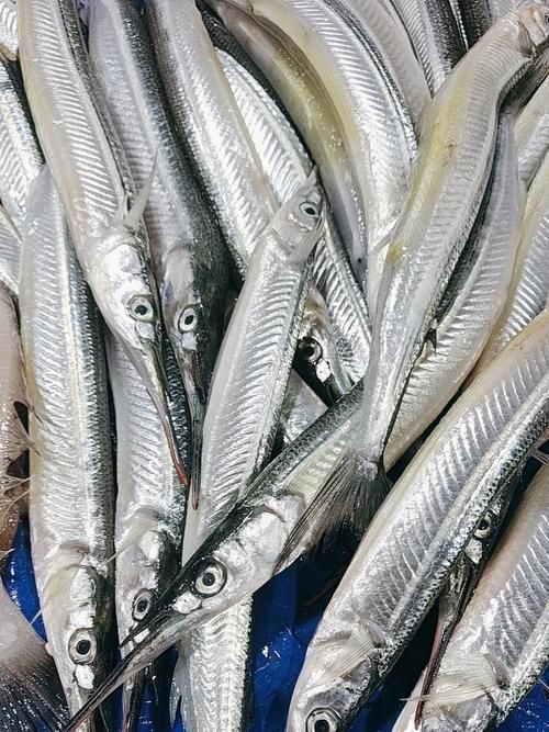 馬來魚圖片，皮頷馬來西亞的“魚皇”是什么魚呢酷似軍魚連魚鱗也能吃