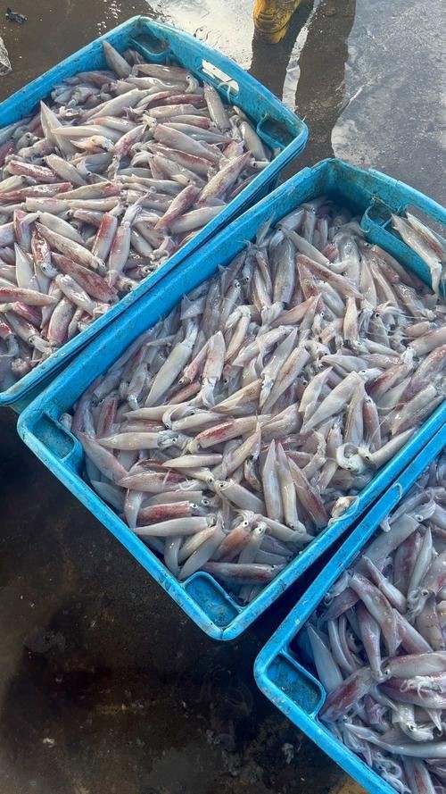 馬來魚圖片，皮頷馬來西亞的“魚皇”是什么魚呢酷似軍魚連魚鱗也能吃