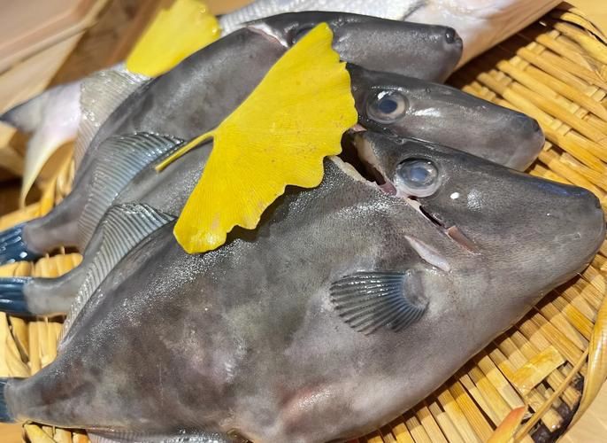 馬來魚圖片，皮頷馬來西亞的“魚皇”是什么魚呢酷似軍魚連魚鱗也能吃
