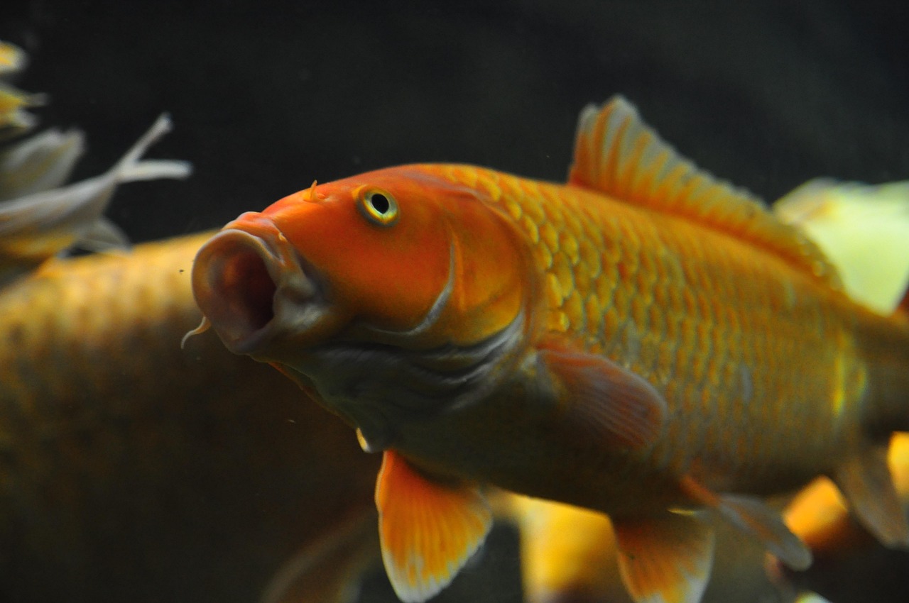 遼源龍魚(yú)魚(yú)缸，一方水世界的藝術(shù)與匠心