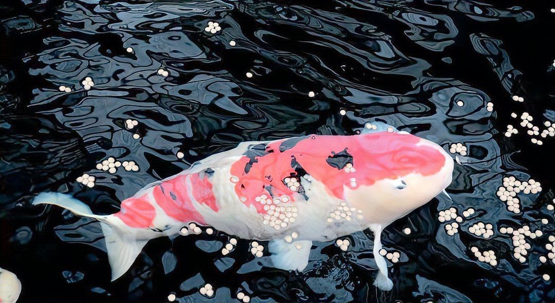 兩條白錦鯉的寓意，《兩條白錦鯉的寓意》在傳統文化中