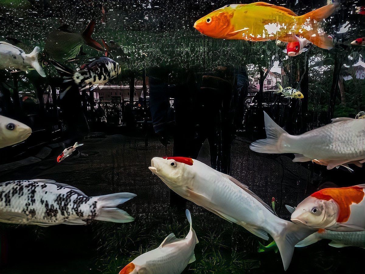 有哪些替代魚種可以考慮？，哪些淡水魚可以替代海魚？