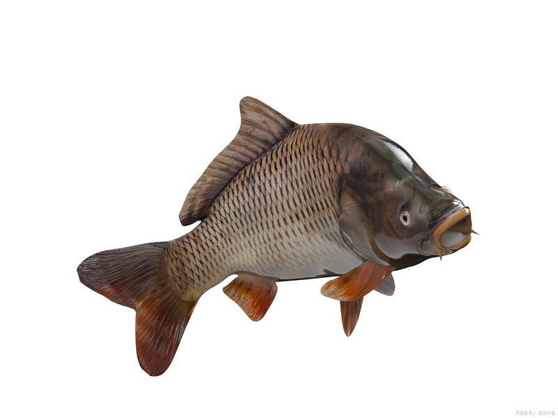 有哪些替代魚種可以考慮？，哪些淡水魚可以替代海魚？