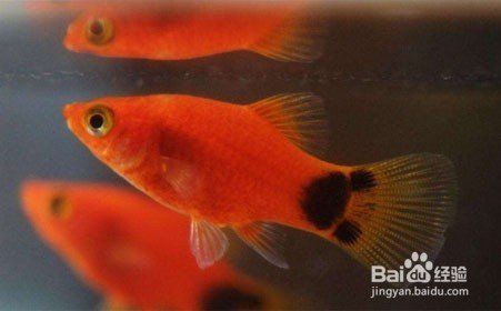 米奇魚吃不吃剛生下來的小魚，《米奇魚是否食用剛出生的小魚》