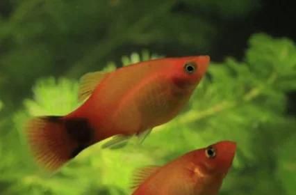 米奇魚吃不吃剛生下來的小魚，《米奇魚是否食用剛出生的小魚》