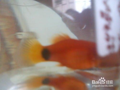 米奇魚吃不吃剛生下來的小魚，《米奇魚是否食用剛出生的小魚》