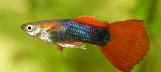 魚身上被咬爛了怎么辦，寵物小黑魚被咬爛了怎么辦魚尾巴被咬爛了怎么辦