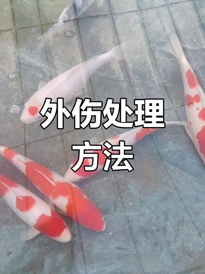 魚身上被咬爛了怎么辦，寵物小黑魚被咬爛了怎么辦魚尾巴被咬爛了怎么辦