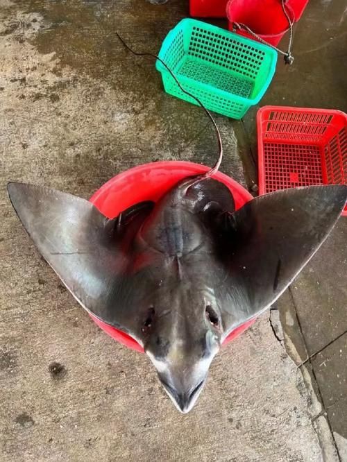 魔鬼魚圖片大全大圖，“魔鬼魚圖片大全大圖”匯集了海量高清視覺素材