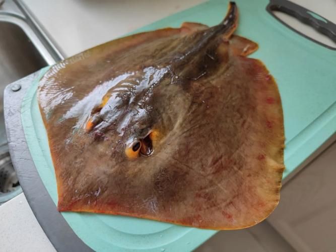 魔鬼魚圖片大全大圖，“魔鬼魚圖片大全大圖”匯集了海量高清視覺素材