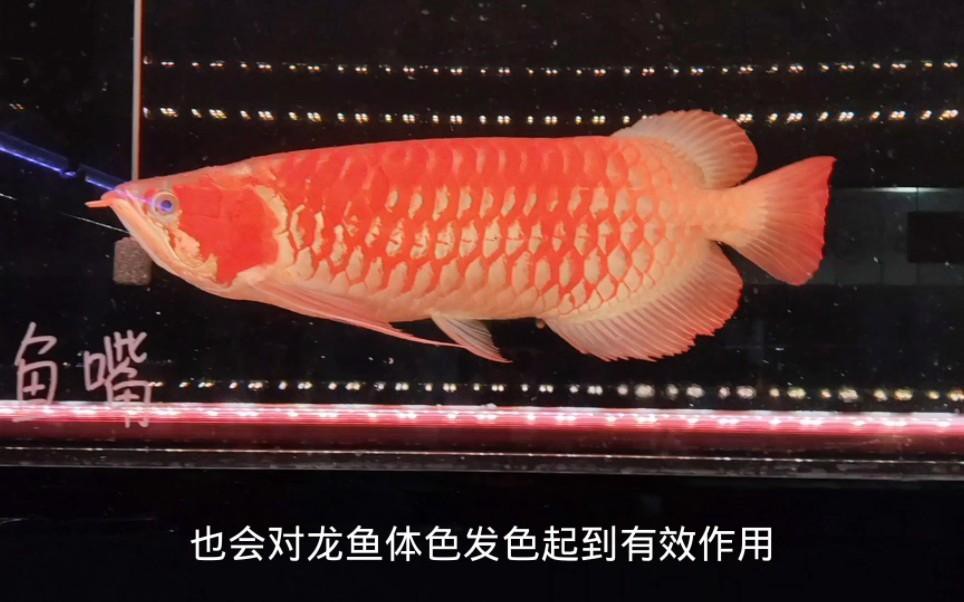 養龍魚要注意哪些事項，《養龍魚要注意哪些事項》