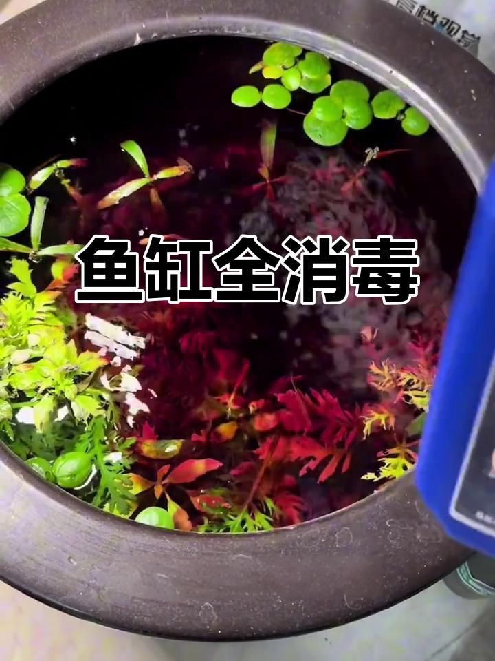 魚缸用什么殺菌消毒最好，新魚入缸前必備消毒步驟高錳酸鉀輕松去除病菌全民小視頻