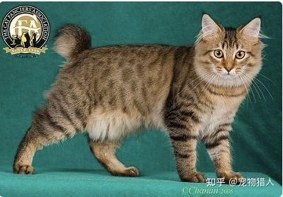 貓圖片100張，20張“憨貓”圖片,真的太歡樂了!