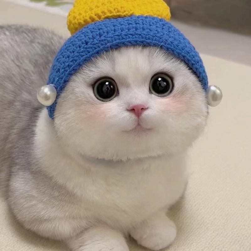 貓圖片100張，20張“憨貓”圖片,真的太歡樂了!