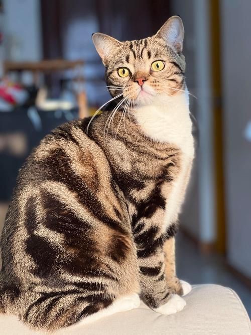 貓圖片100張，20張“憨貓”圖片,真的太歡樂了!