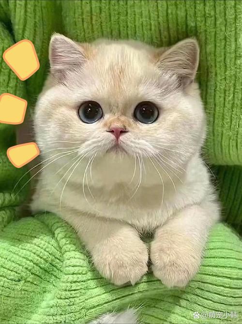 貓圖片100張，20張“憨貓”圖片,真的太歡樂了!