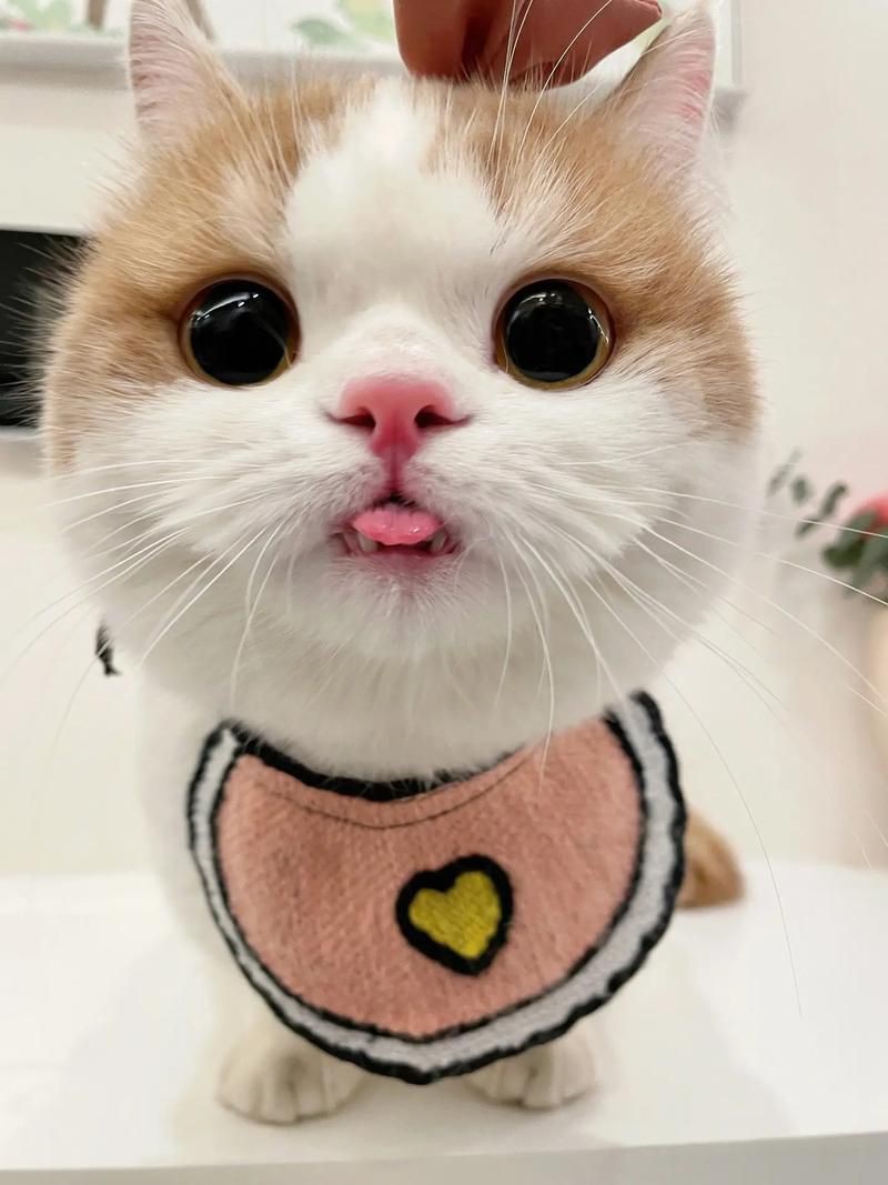 貓圖片100張，20張“憨貓”圖片,真的太歡樂了!