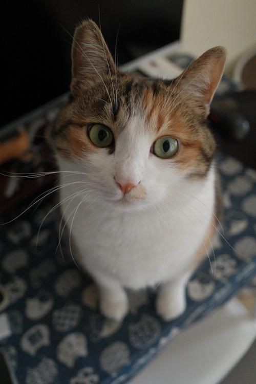 貓圖片100張，20張“憨貓”圖片,真的太歡樂了!