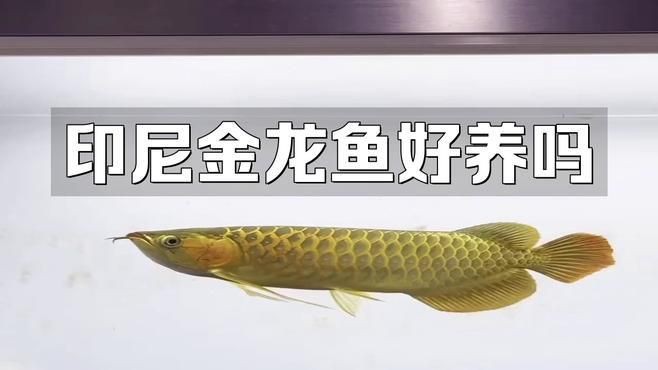 紅尾金龍魚，天馬行空手工實戰員高背紅尾金龍魚你真的了解嗎