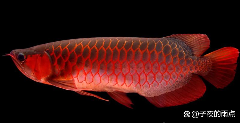 27種龍魚排名，27種龍魚的綜合排名 27種龍魚排名，27種龍魚的綜合排名 龍魚論壇 第2張