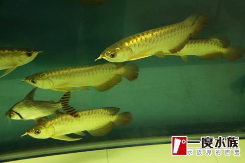 泗水龍魚(yú)怎么查證書(shū)，如何查詢泗水龍魚(yú)的證書(shū)