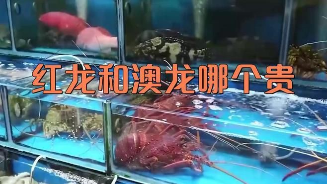 紅龍與澳龍價格對比，紅龍與澳龍哪個貴蜜糖食譜手札澳龍貴還是奧龍貴 紅龍與澳龍價格對比，紅龍與澳龍哪個貴蜜糖食譜手札澳龍貴還是奧龍貴 龍魚百科 第2張