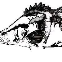 紅尾魚一年能長多少斤，紅尾魚在什么環(huán)境下生長最快