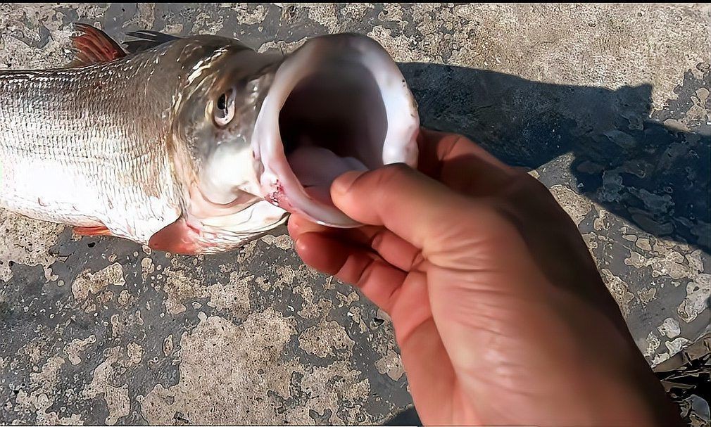 紅尾魚一年能長多少斤，紅尾魚在什么環(huán)境下生長最快
