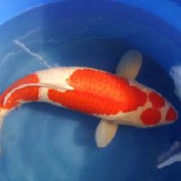 魚爛尾土霉素泡了三天，三天土霉素泡水為何頻發三步急救三步急救法助你挽回損失