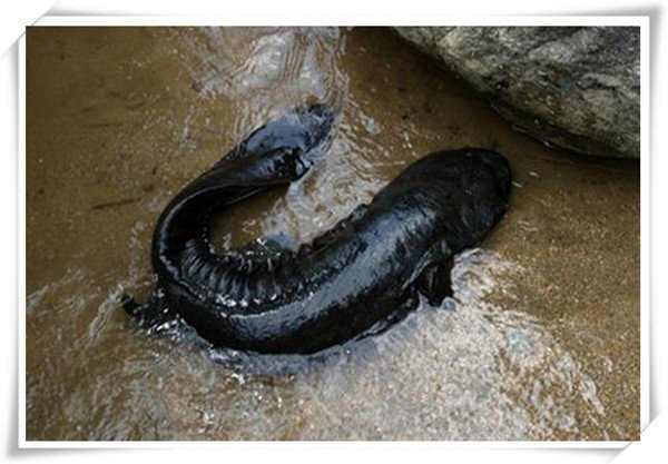 加查龍魚店，加查龍魚店加查龍魚店地址在哪里加查龍魚店有哪些特色品種