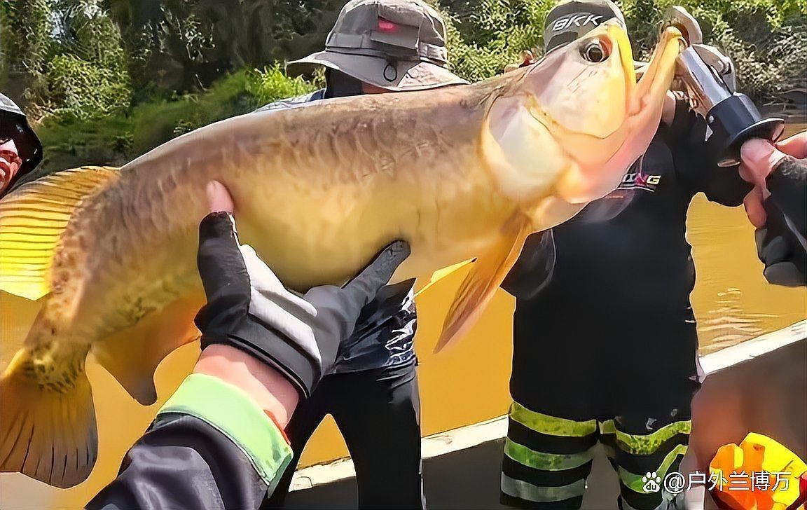 最貴的金龍魚有圖片嗎？，世界上最昂貴的寵物魚身價上萬元，網友：不值錢戶外蘭博萬