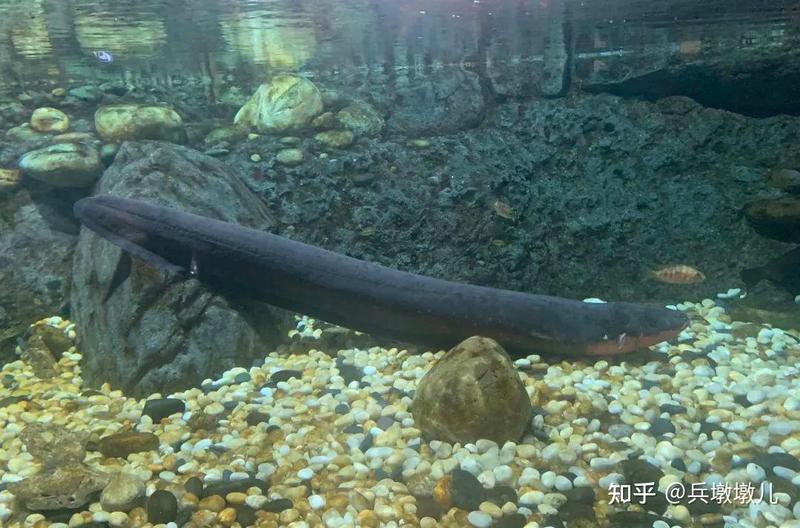 電鰻離開水會電死自己嗎，電鰻會電死自己嗎