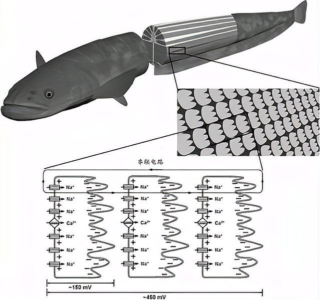 電鰻離開水會電死自己嗎，電鰻會電死自己嗎