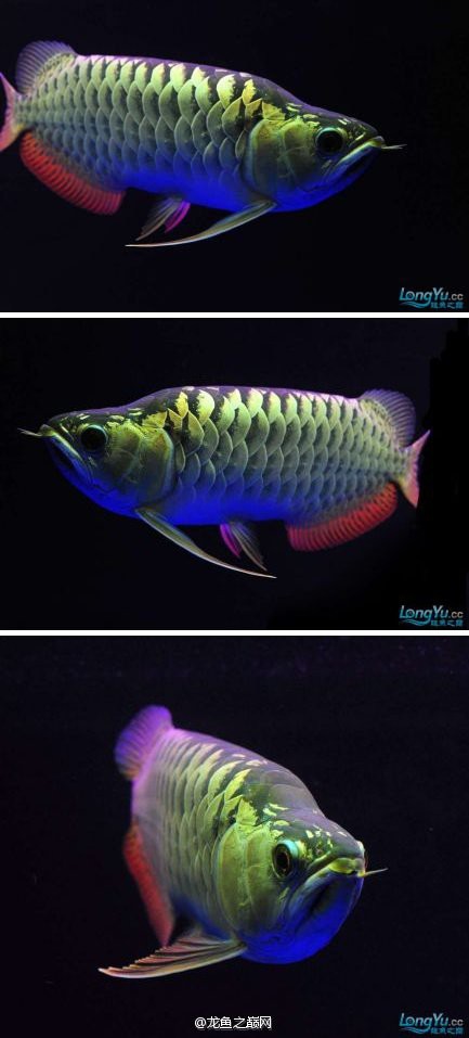 短身福龍魚視頻，短身福龍的視頻展示